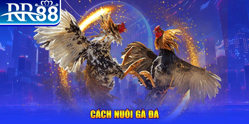 bg88 Ws168 Đá Gà