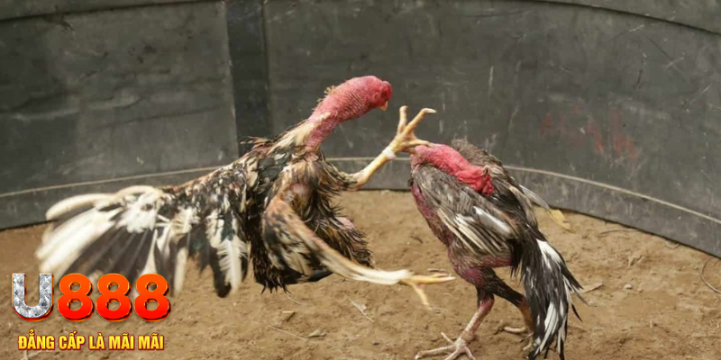 bg88 đăng nhập liêng hôm nay
